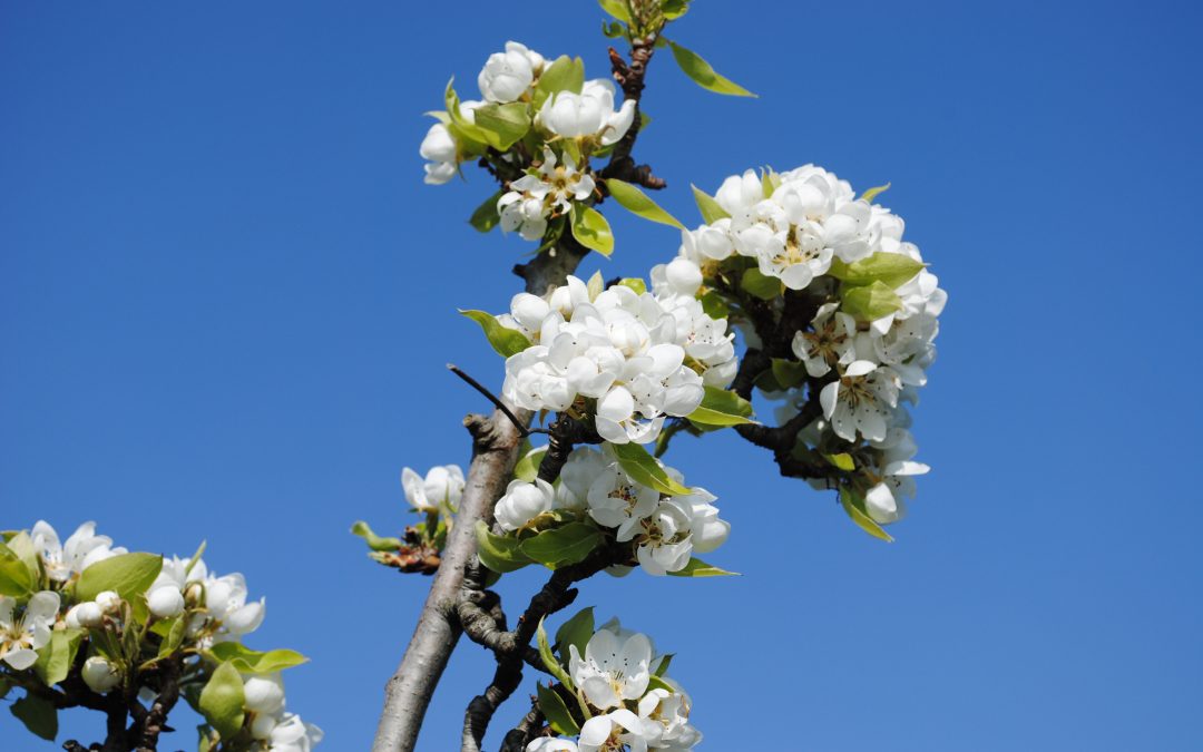 Spring Offer in Chianti